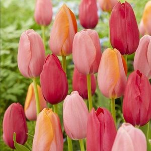 Meet your Posher, Kendal